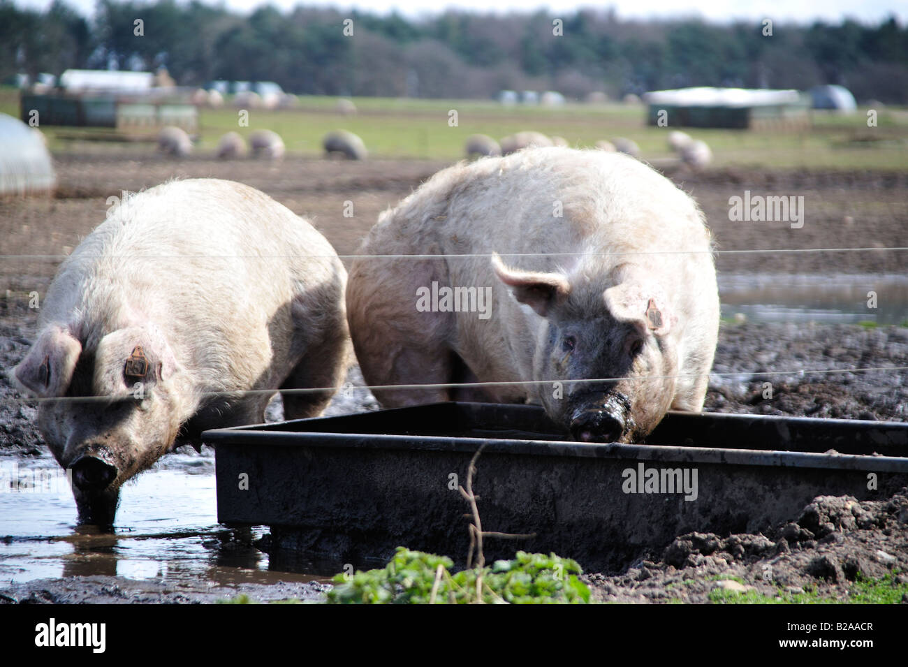 Pigs Feeding on a Farm Stock Photo Alamy
