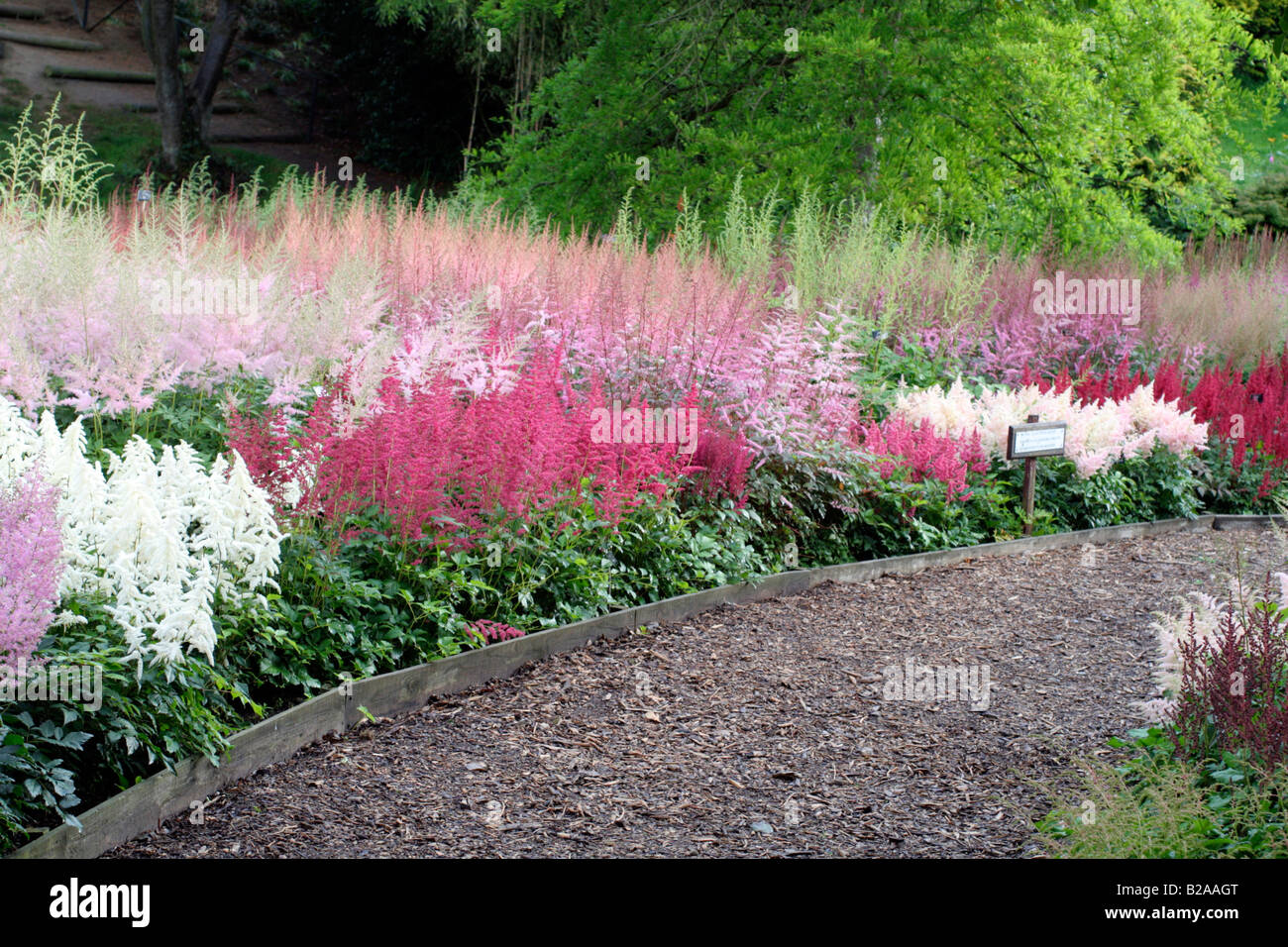 NATIONAL COLLECTION OF ASTILBE AT MARWOOD HILL GARDENS NORTH DEVON Stock Photo