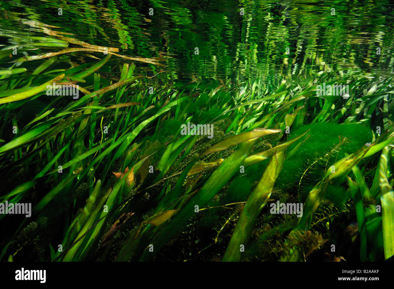 Eelgrass Zostera marina Wacissa river Florida Stock Photo