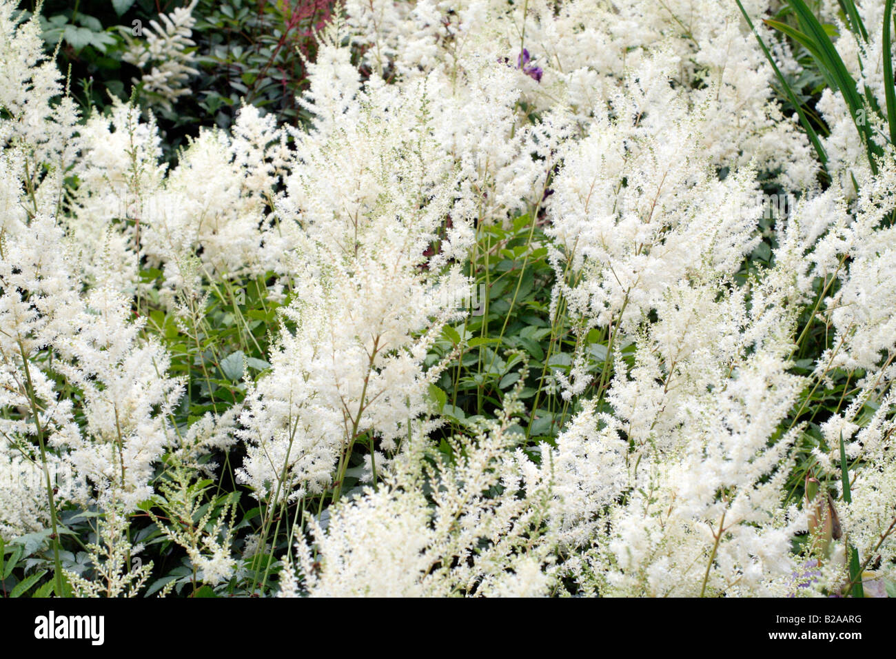 ASTILBE DIAMANT SYN DIAMAND NATIONAL COLLECTION OF ASTILBE AT MARWOOD HILL GARDENS NORTH DEVON Stock Photo
