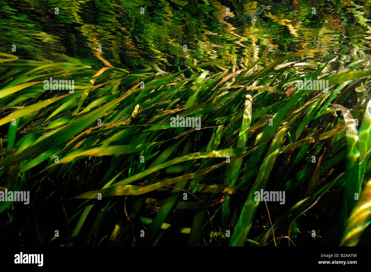 Eelgrass Zostera marina Wacissa River Florida Stock Photo
