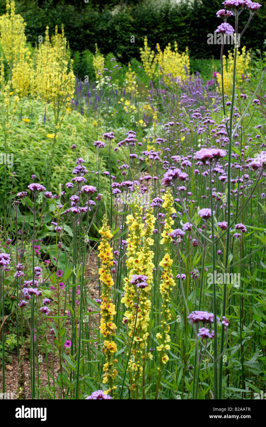 THE STONE GARDEN AT HOLBROOK DURING JULY WITH VERBASCUM CHAUXII VERBASCUM OLYMPICUM AND VERBENA BONARIENSIS Stock Photo