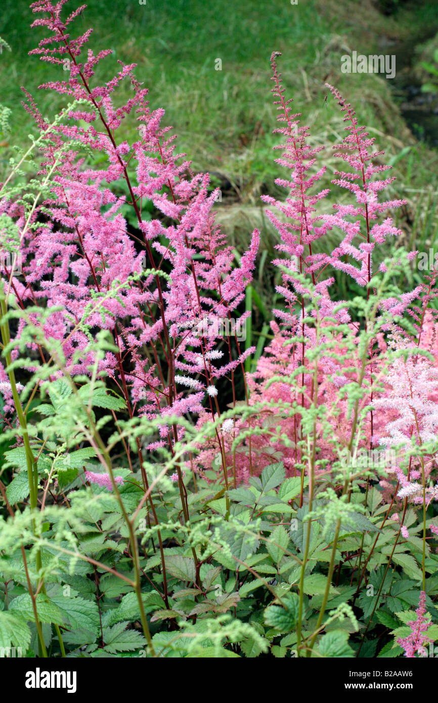 ASTILBE HARMONY NATIONAL COLLECTION OF ASTILBE AT MARWOOD HILL GARDENS NORTH DEVON Stock Photo