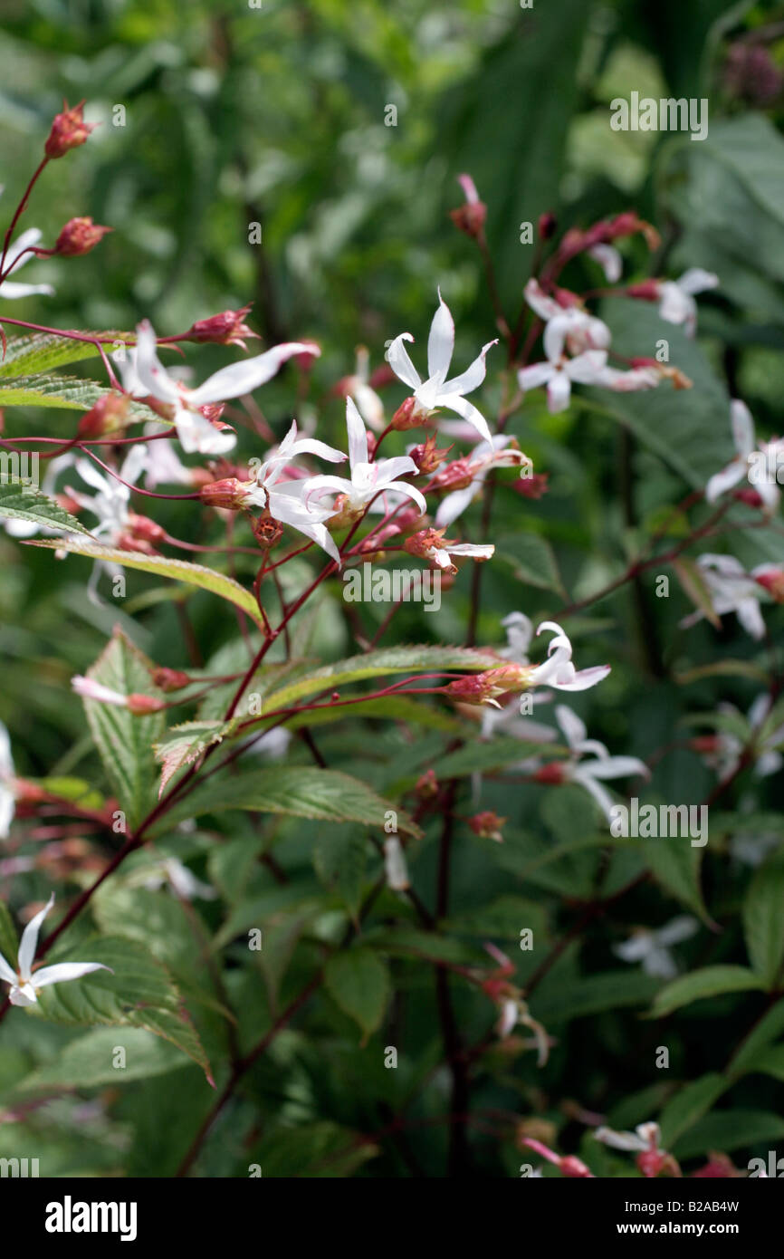 GILLENIA TRIFOLIATA AGM AT MARWOOD HILL GARDENS NORTH DEVON Stock Photo