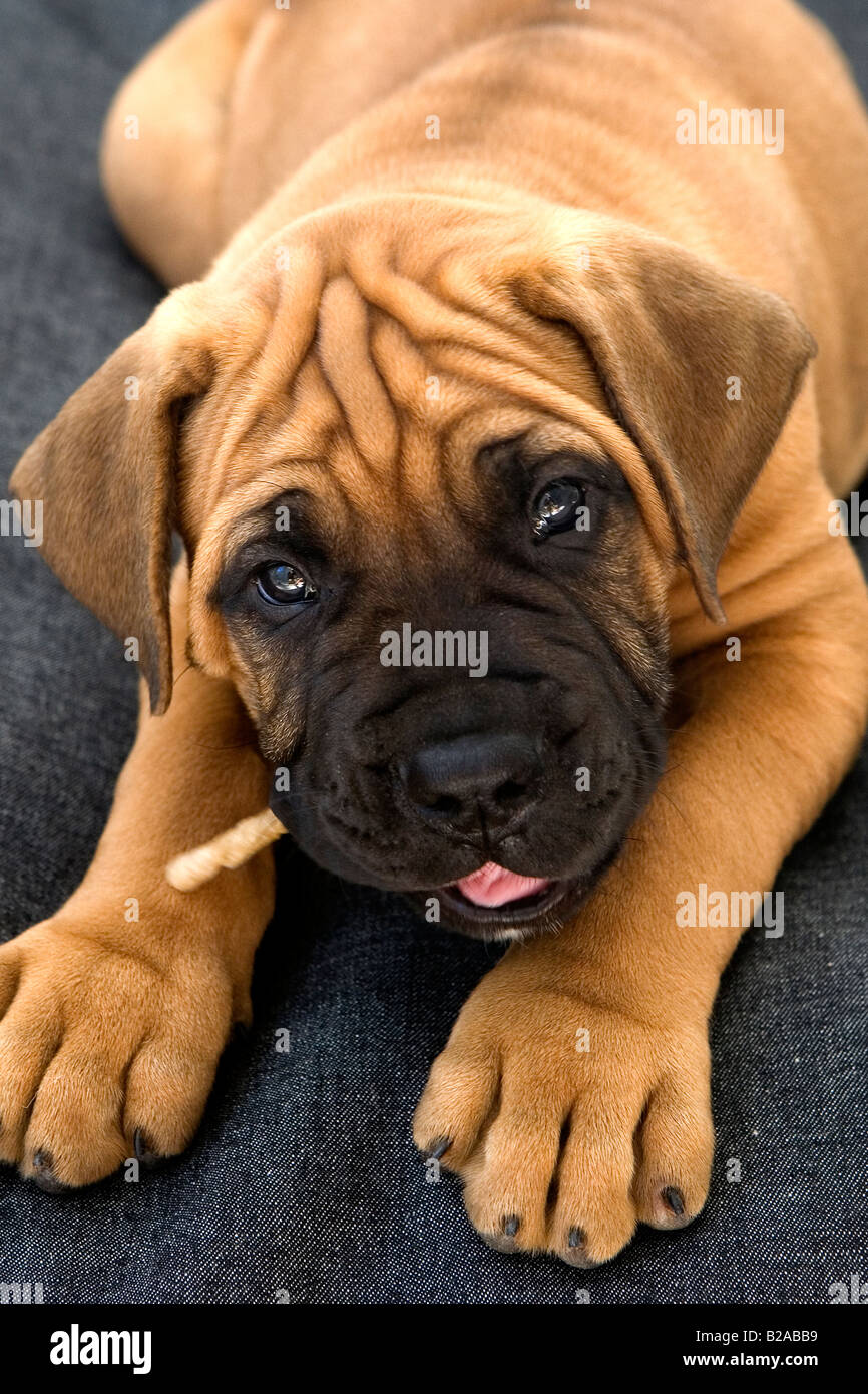 South African Boerboel Puppy Stock Photo