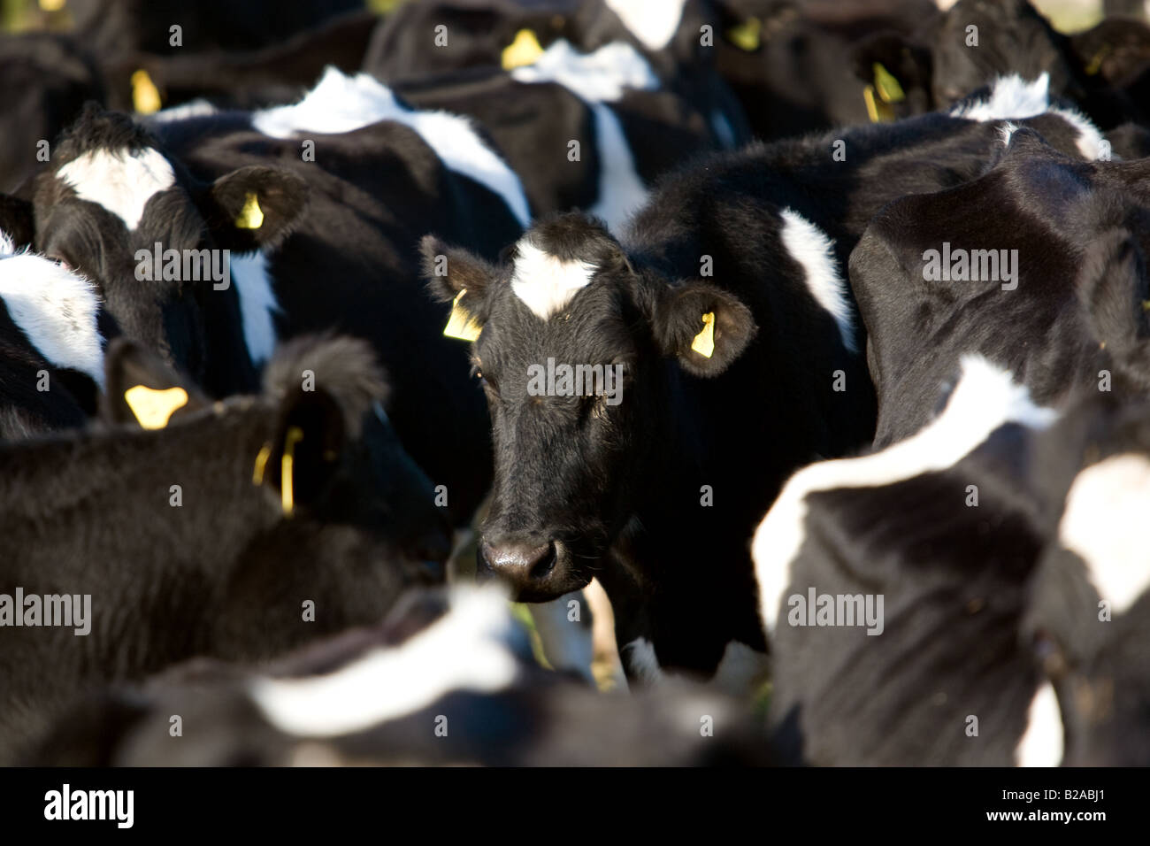 Herd of holstein friesian dairy cows Stock Photo - Alamy