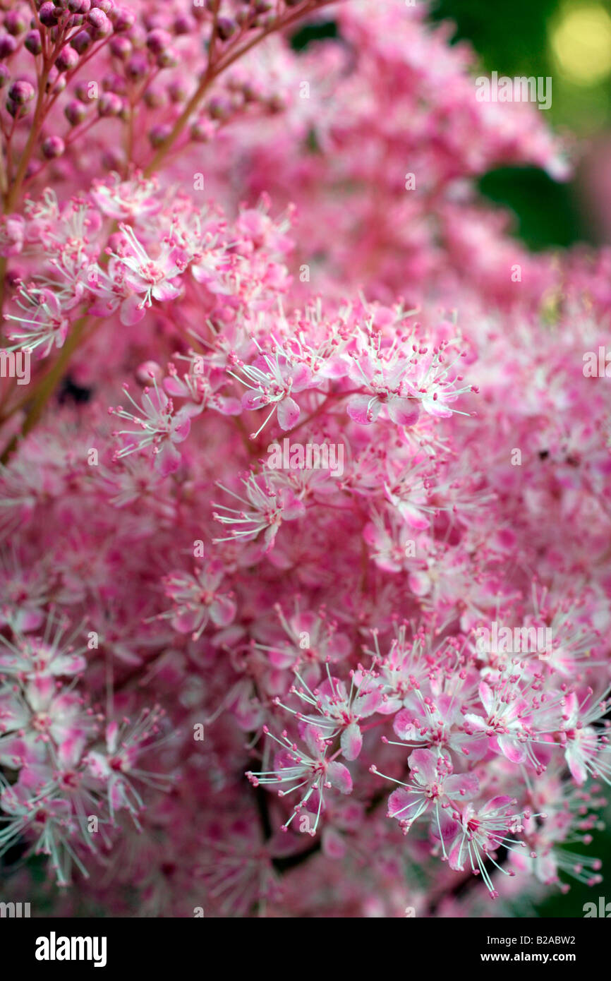 FILIPENDULA RUBRA VENUSTA AGM Stock Photo