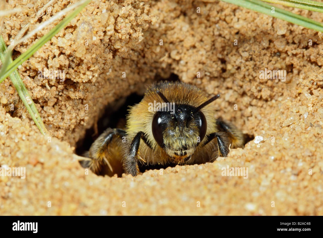 Tawny mining bee Andrena fulva looking out of nest chamber Sandy Bedfordshire Stock Photo