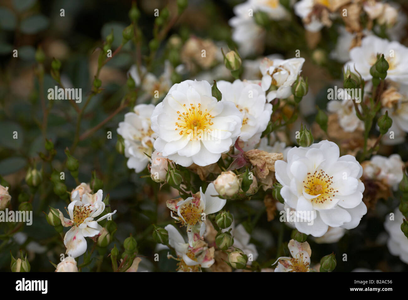 newly wed dicwhynot mini groundcover white flowering rose Stock Photo