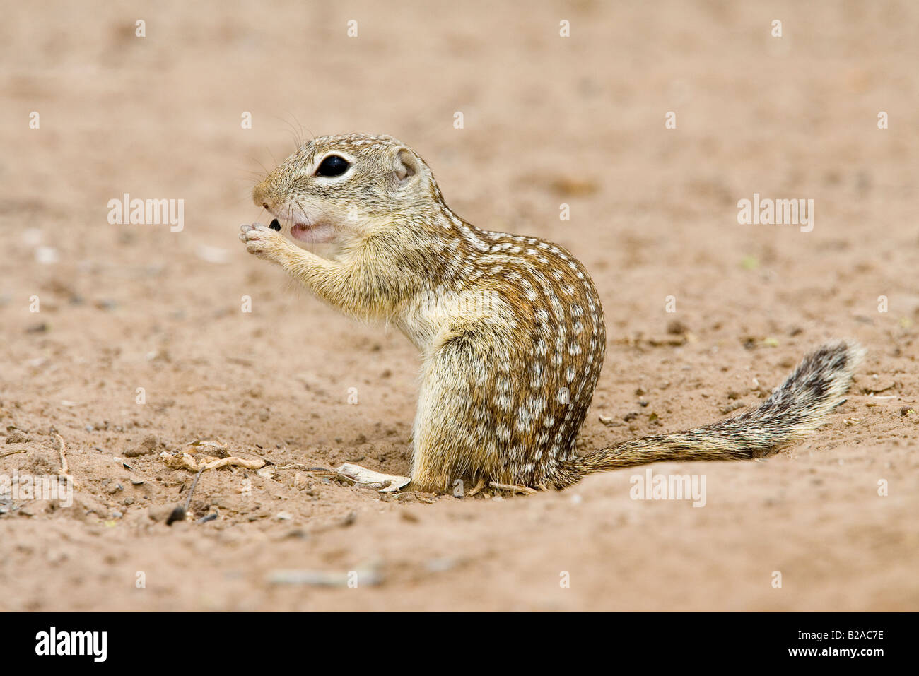 Mexican Ground Squirrel Spermophilus mexicanus Rio Grande City Texas United States 31 March Adult Sciuridae Stock Photo