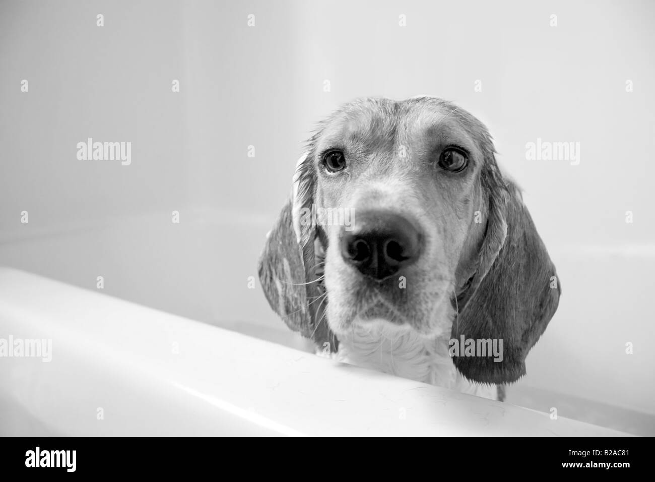 A sad beagle sitting in the bath tub He doesnt seem to be having a very fun time Shallow depth of field Stock Photo