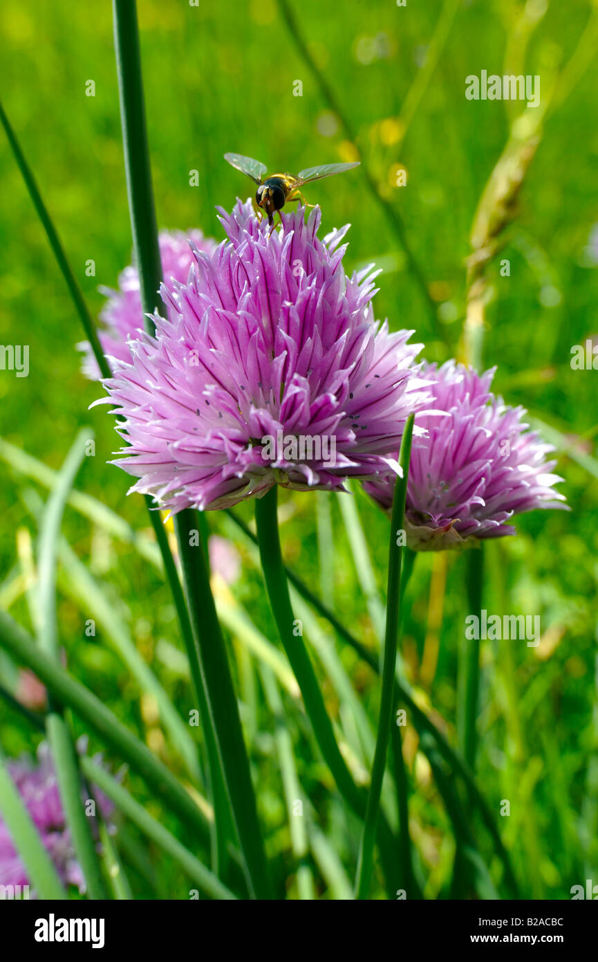 Mountain Onion - Allium - wild alpine meadow flower -6000ft (2000mts) Stock Photo
