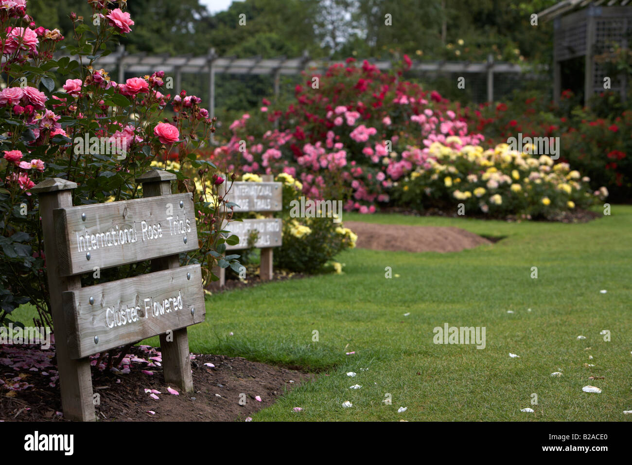 cluster flowered gardens international rose trials during rose week at sir thomas and lady dixon park belfast northern ireland Stock Photo