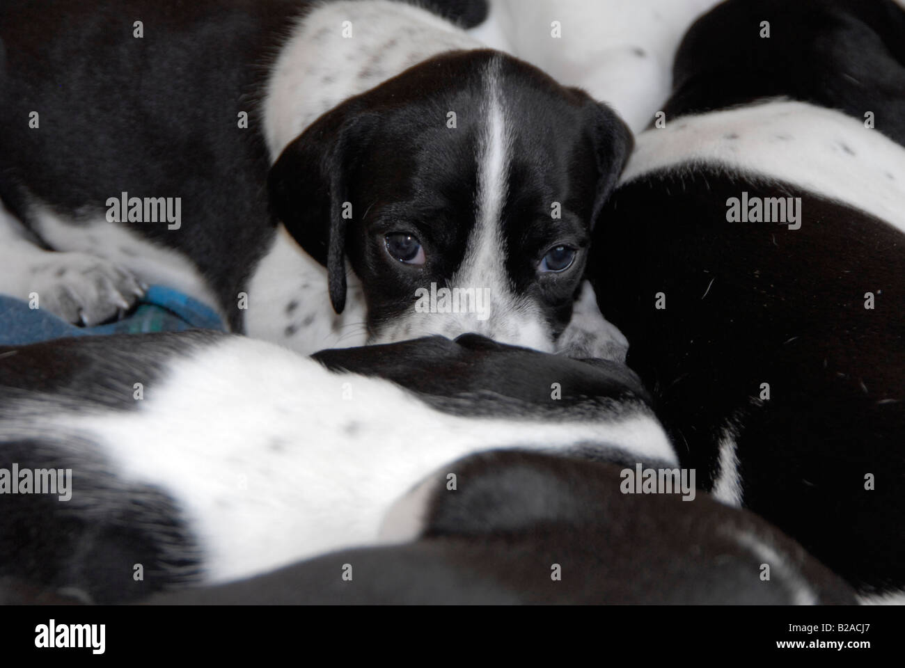 Pedigree black and white English Pointer puppy resting with litter-mates Stock Photo