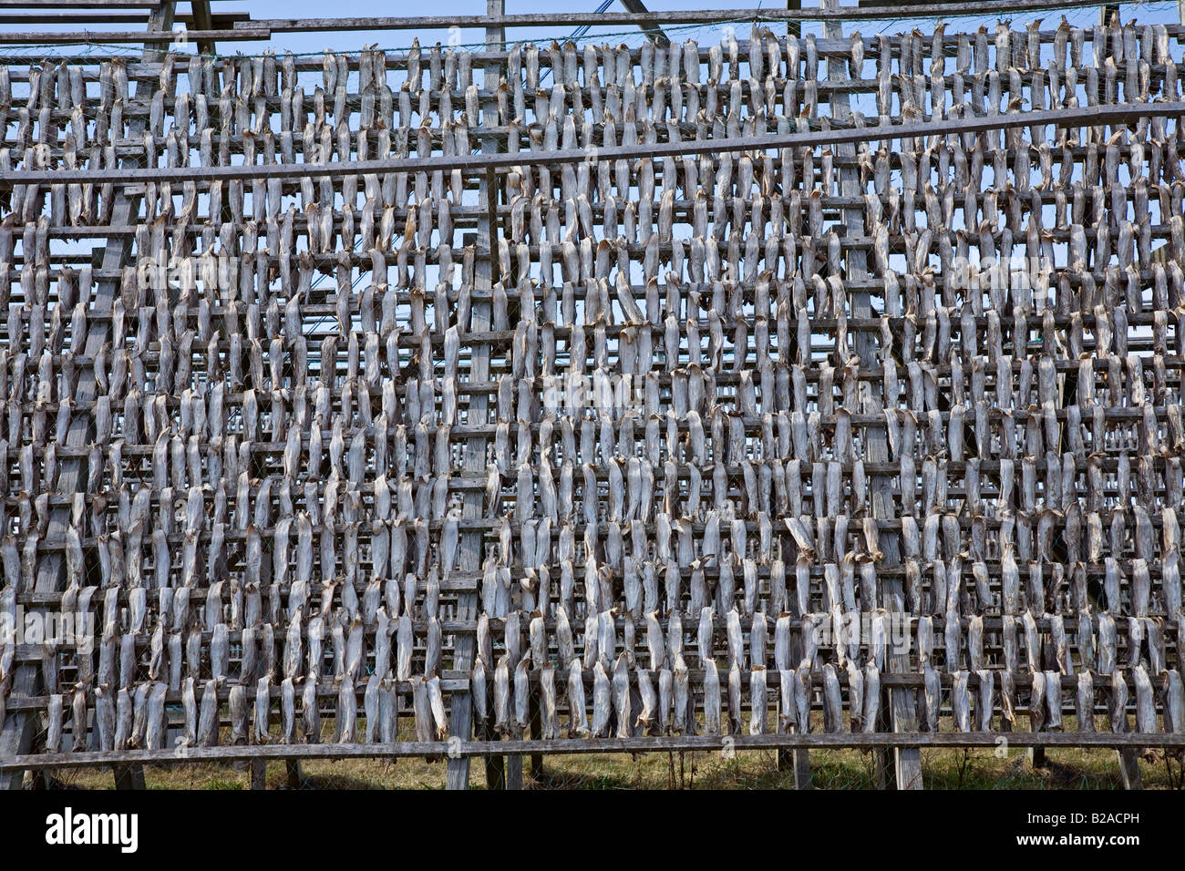 Drying cod fish on Honningsoy island on the northwest coast of Norway, close to Kristiansund. The wooden structure is called a hjelle. Stock Photo