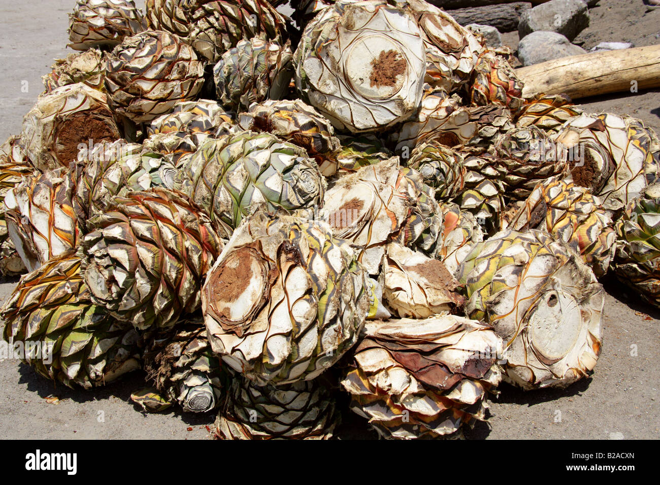 Mezcal Factory Nr Oaxaca, Mexico. Hearts of Blue Agave, Agave cupreata, Called Pineapples and used to Make Mezcal Stock Photo