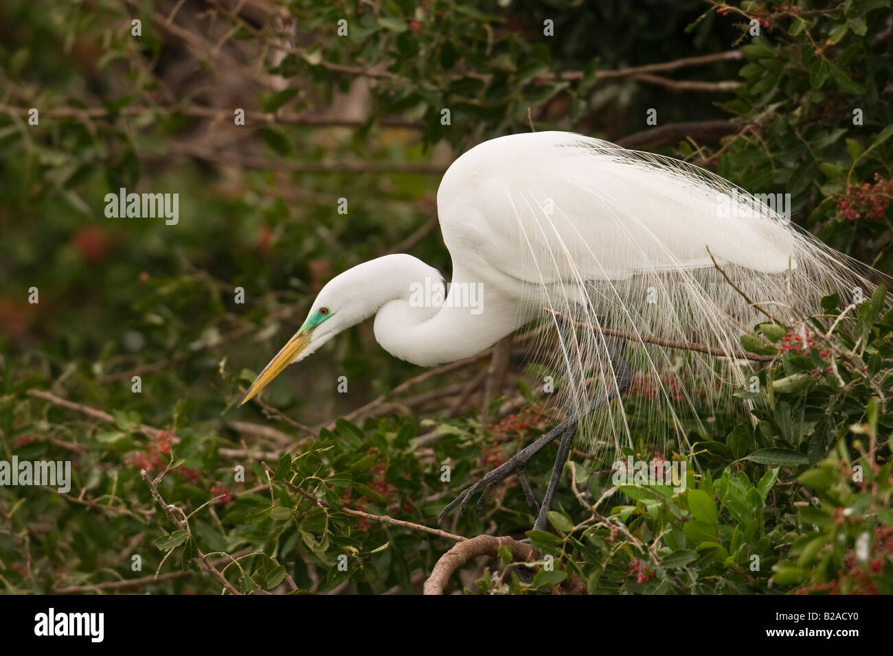 Great egret american venice hi res stock photography and images Alamy