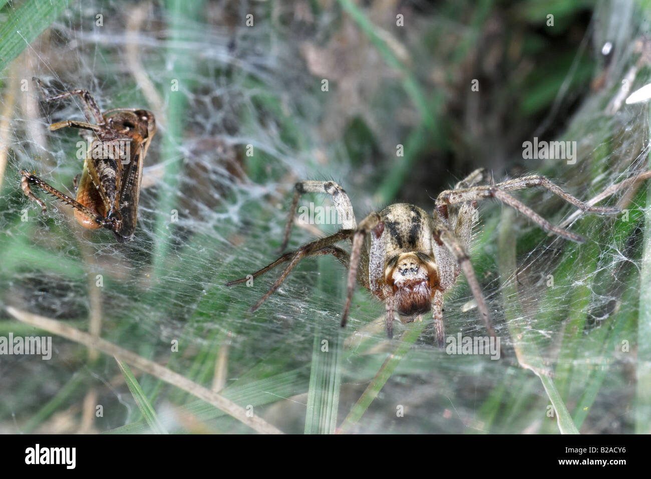 spider captured cricket insect ragno con preda cavalletta aracnidi ragnatela Cogne Parco Nazionale Gran Paradiso Valnontey Valle Stock Photo