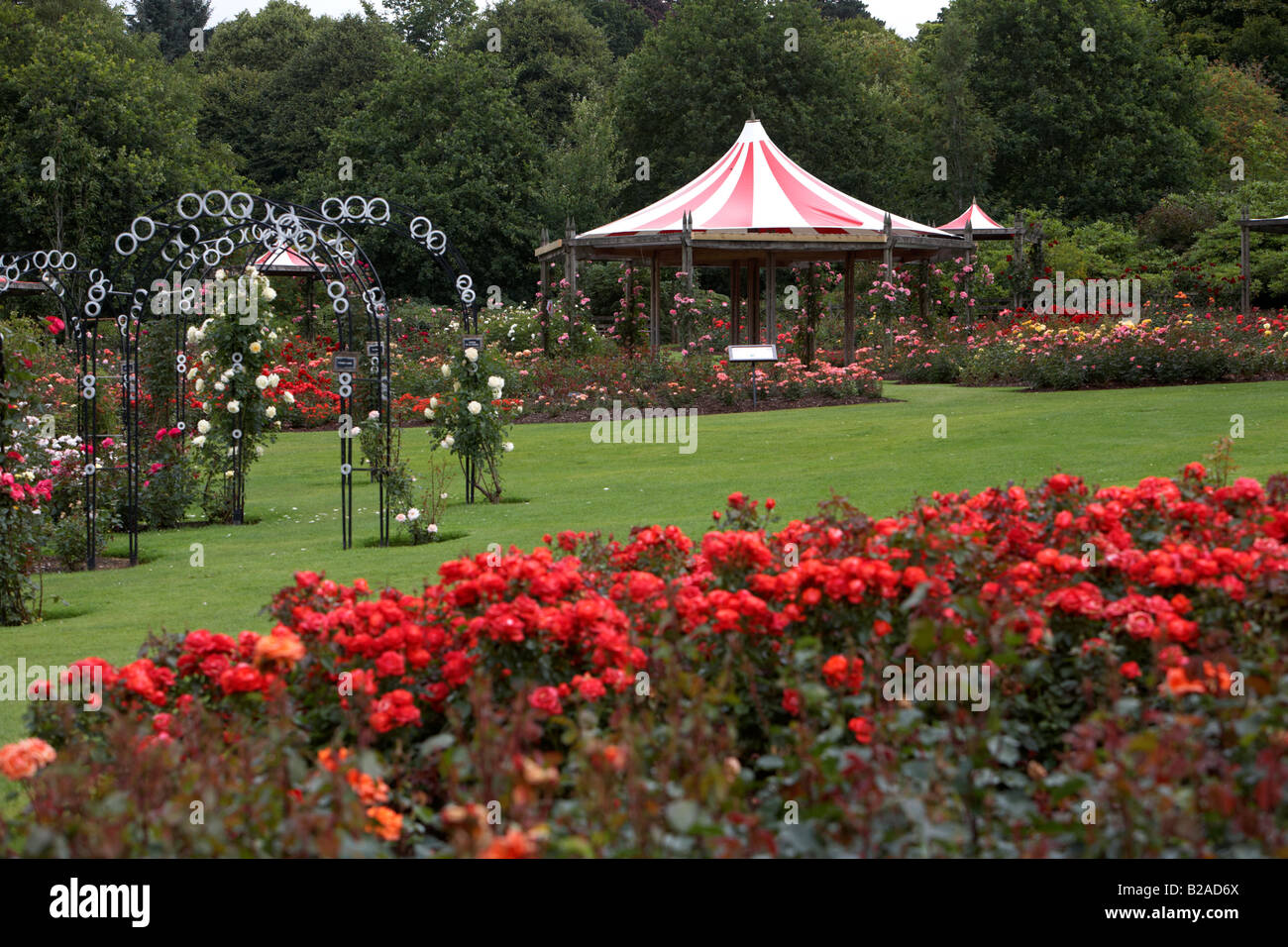 international rose trials during rose week at sir thomas and lady dixon park belfast northern ireland Stock Photo