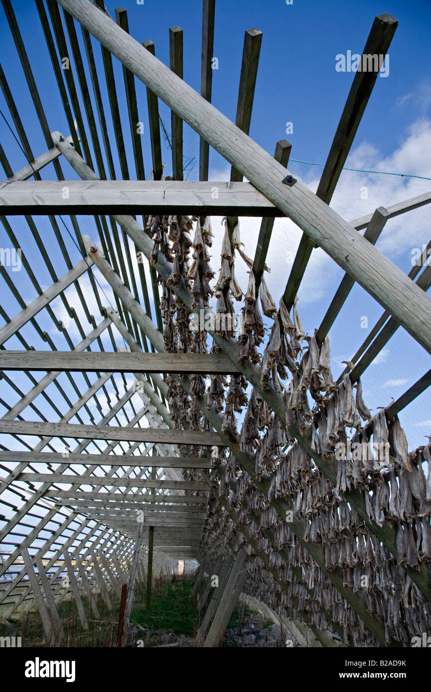Drying cod fish on Langbakken island on the northwest coast of Norway, close to Kristiansund. The wooden structure is called a hjelle. Stock Photo