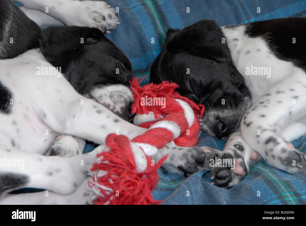 English Pointer Stock Photos & English Pointer Stock Images Alamy