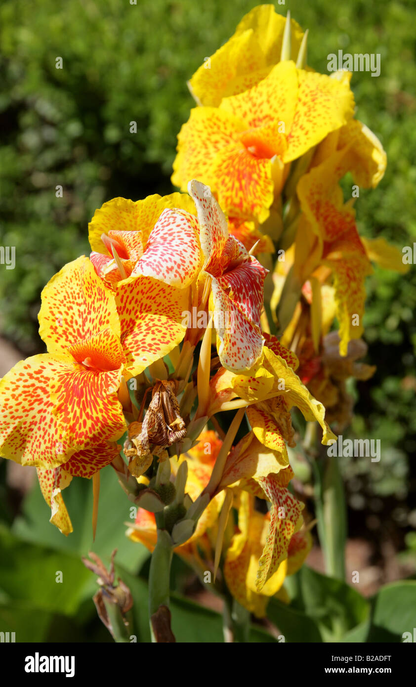 Canna Lily 'Yellow King Humbert', Cannaceae.  Yellow, red spotted flower. Stock Photo