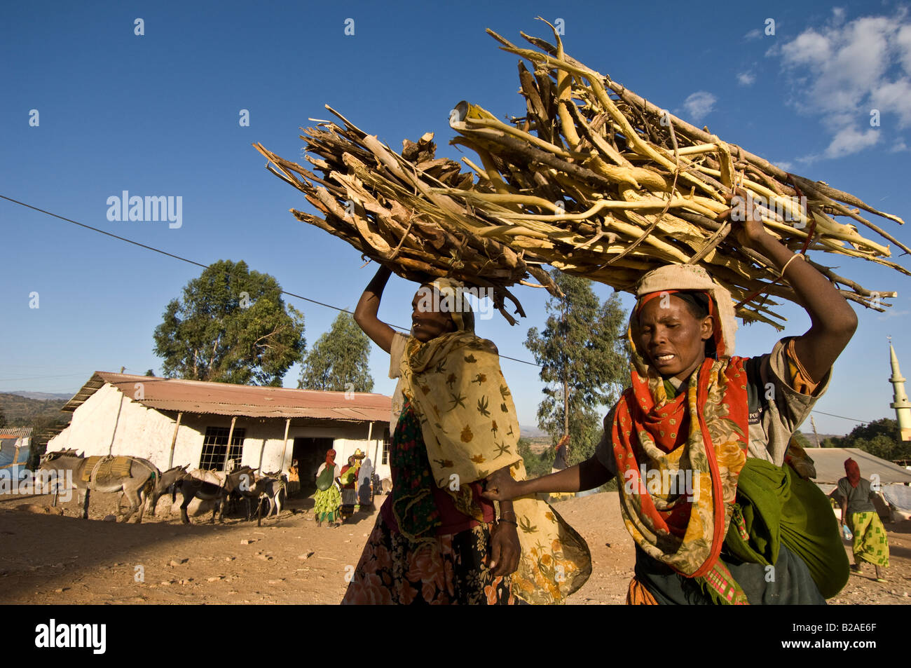 Sugar cane vendors in Harar, Ethiopia Stock Photo Alamy