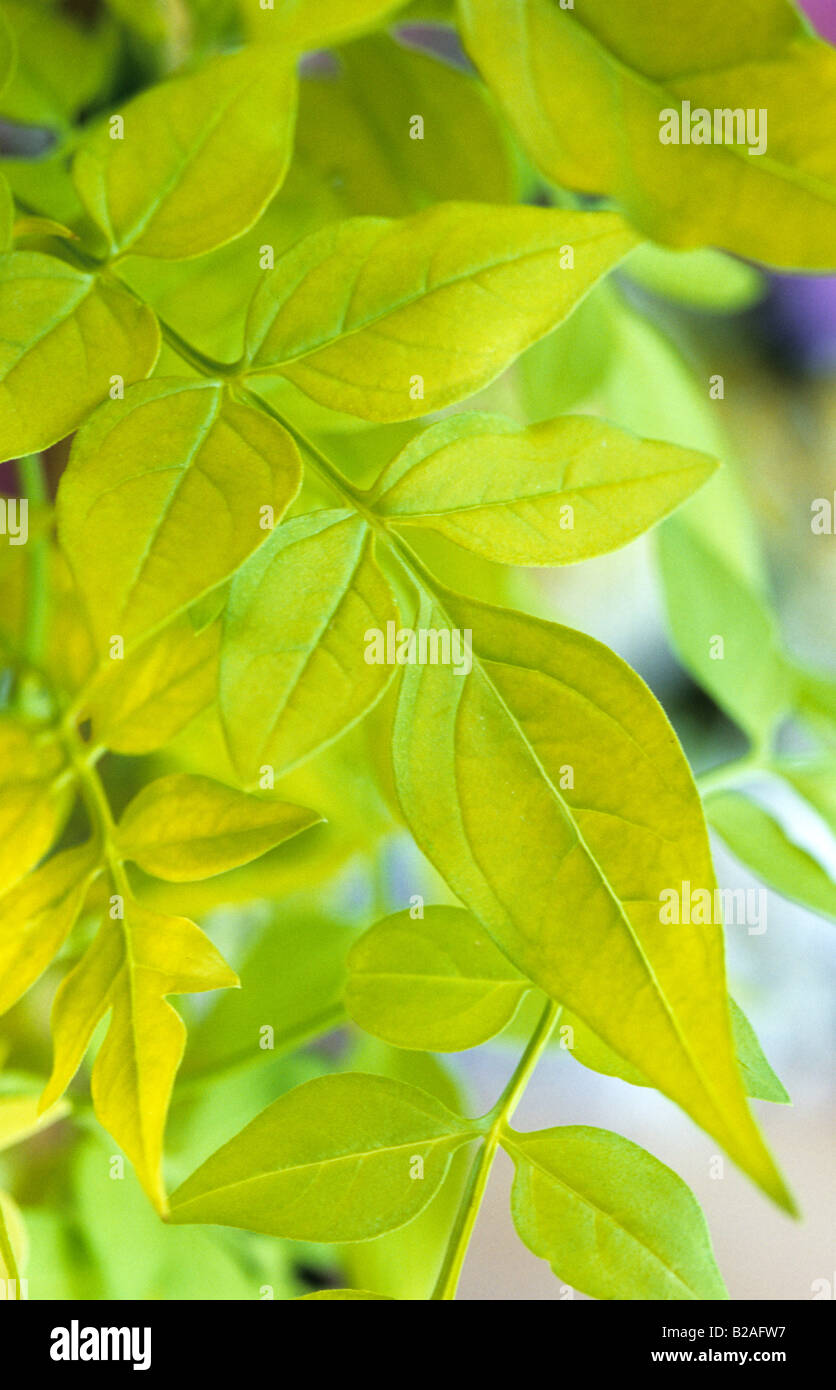 jasmin Jasminum Fiona Sunrise jasmine Stock Photo Alamy