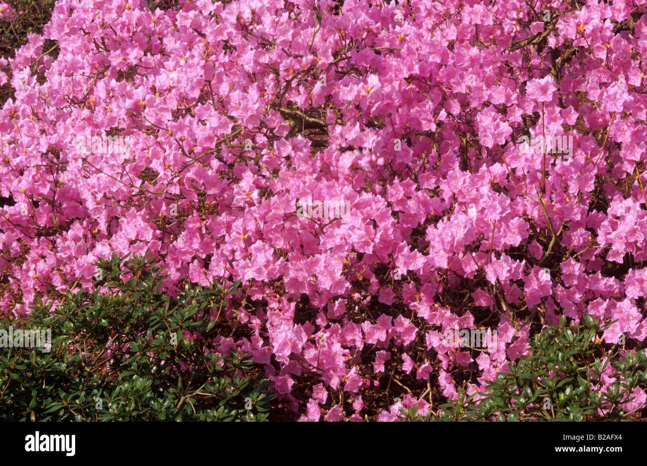 Rhododendron mucronulatum Cornell Pink Stock Photo Alamy