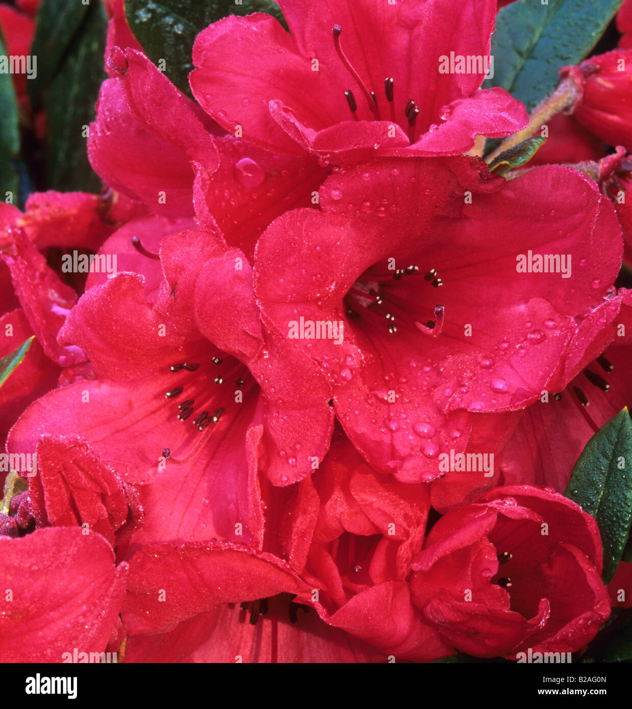 azalea Rhododendron Elizabeth Stock Photo