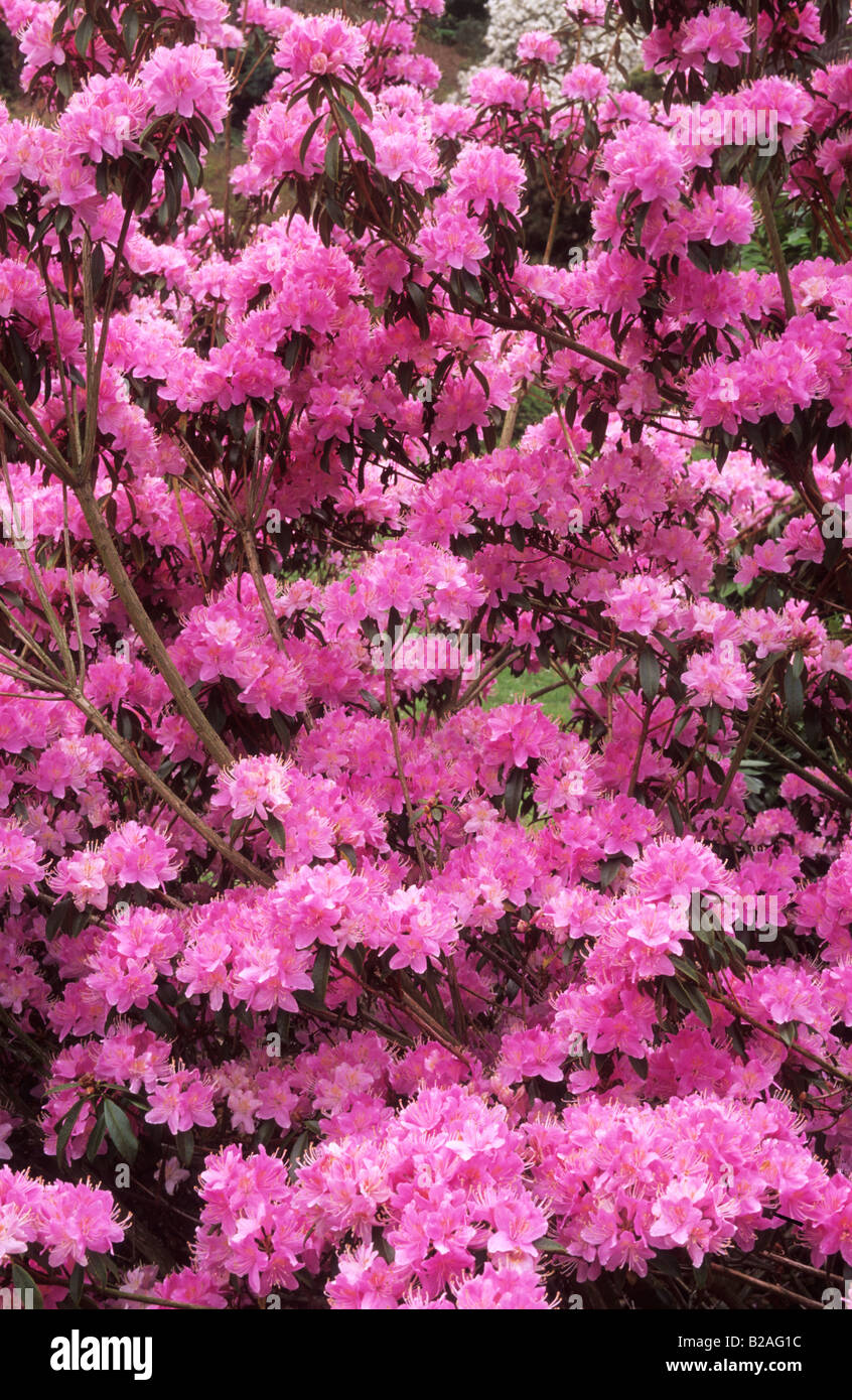 Rhododendron davidonianum Ruth Lyon Stock Photo
