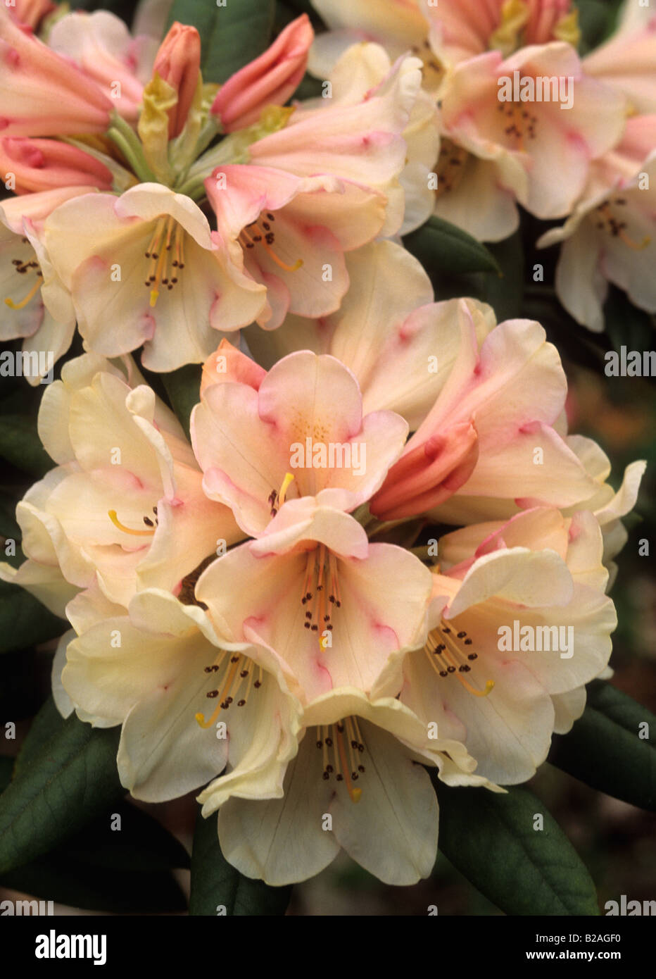 Rhododendron Grumpy Stock Photo