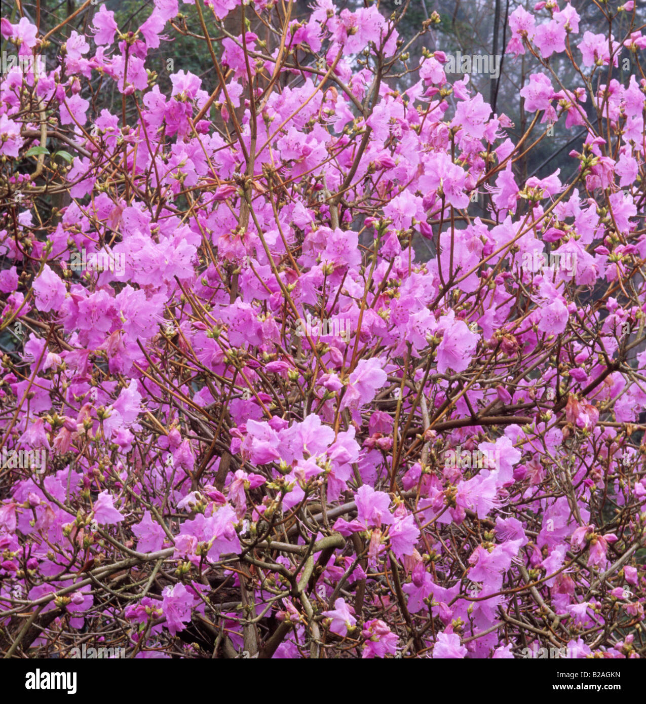 Winter Flower Rhododendron Mucronulatum Stock Photo Alamy