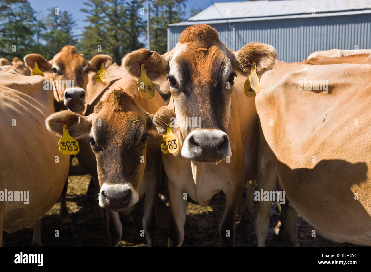 Curious Jersey cows waiting to be milked. Stock Photo