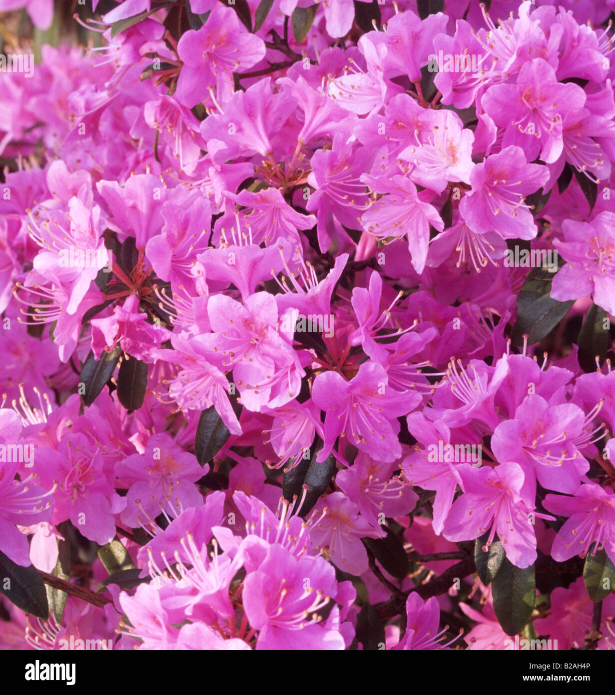 Rhododendron davisonianum Ruth Lyons Stock Photo