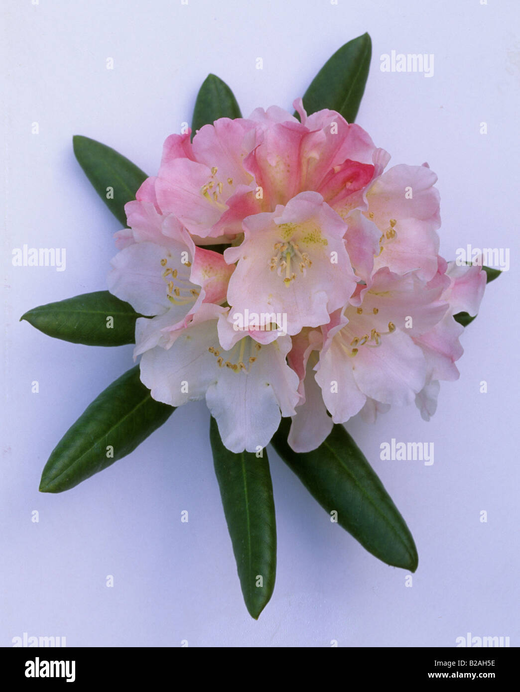 species Rhododendron yakusimanum Stock Photo