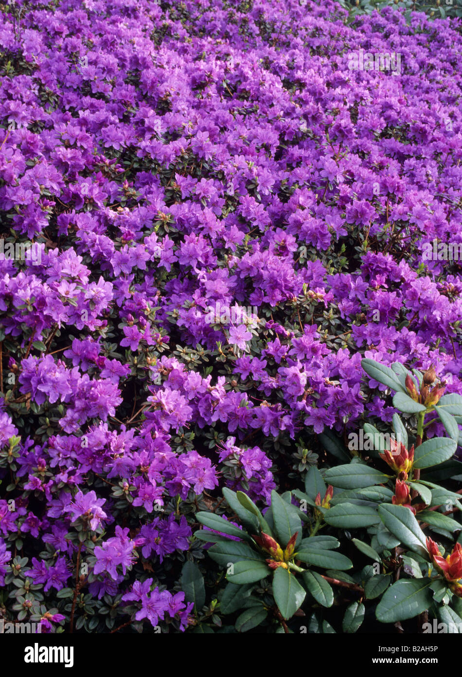 Rhododendron Song Bird Stock Photo - Alamy