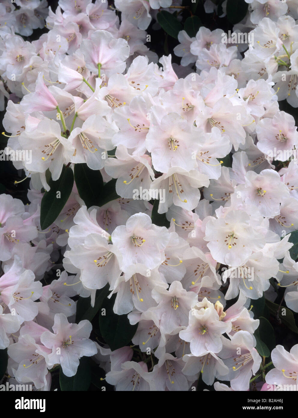 Rhododendron tibet spring flower hi-res stock photography and images - Alamy