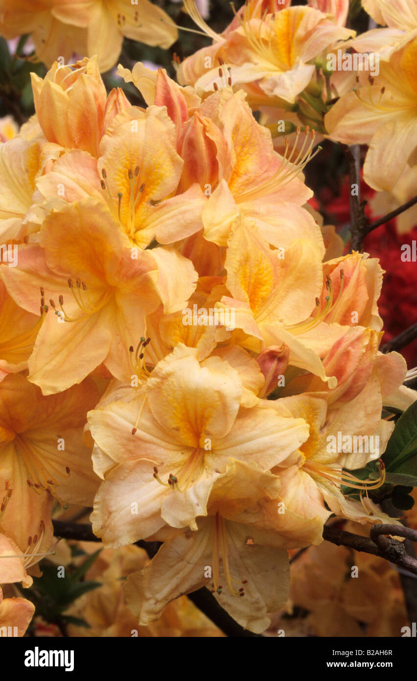 azalea Rhododendron Windsor Day Break Stock Photo
