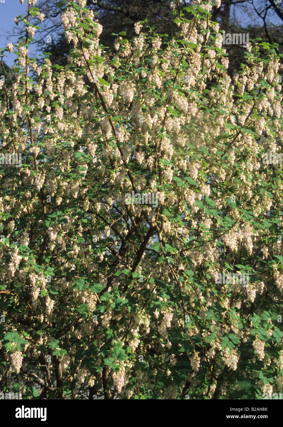 flowering currant Ribes sanguineum Carneum Stock Photo
