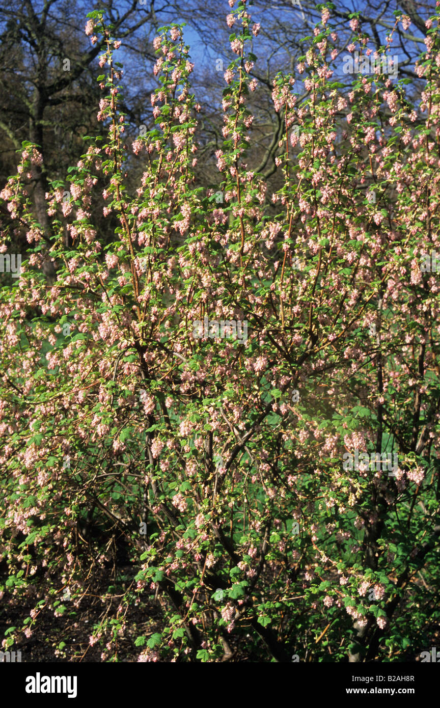 flowering currant Ribes glutinosum Stock Photo