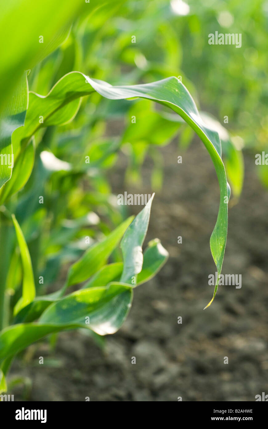 Young corn crop hi-res stock photography and images - Alamy