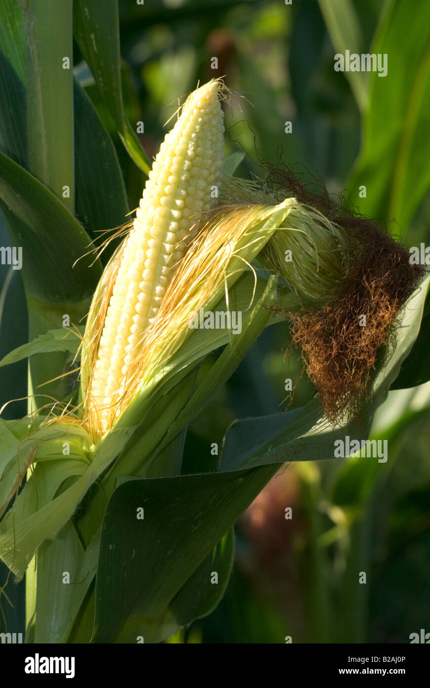 Corn plant hires stock photography and images Alamy