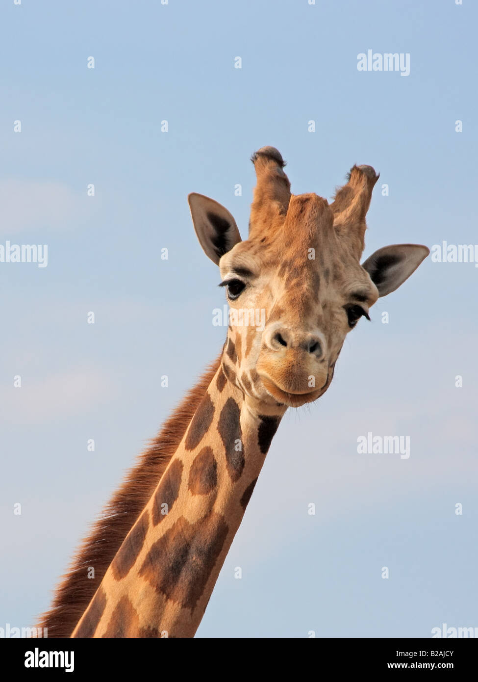 A giraffe posing and looking straight at the camera Stock Photo
