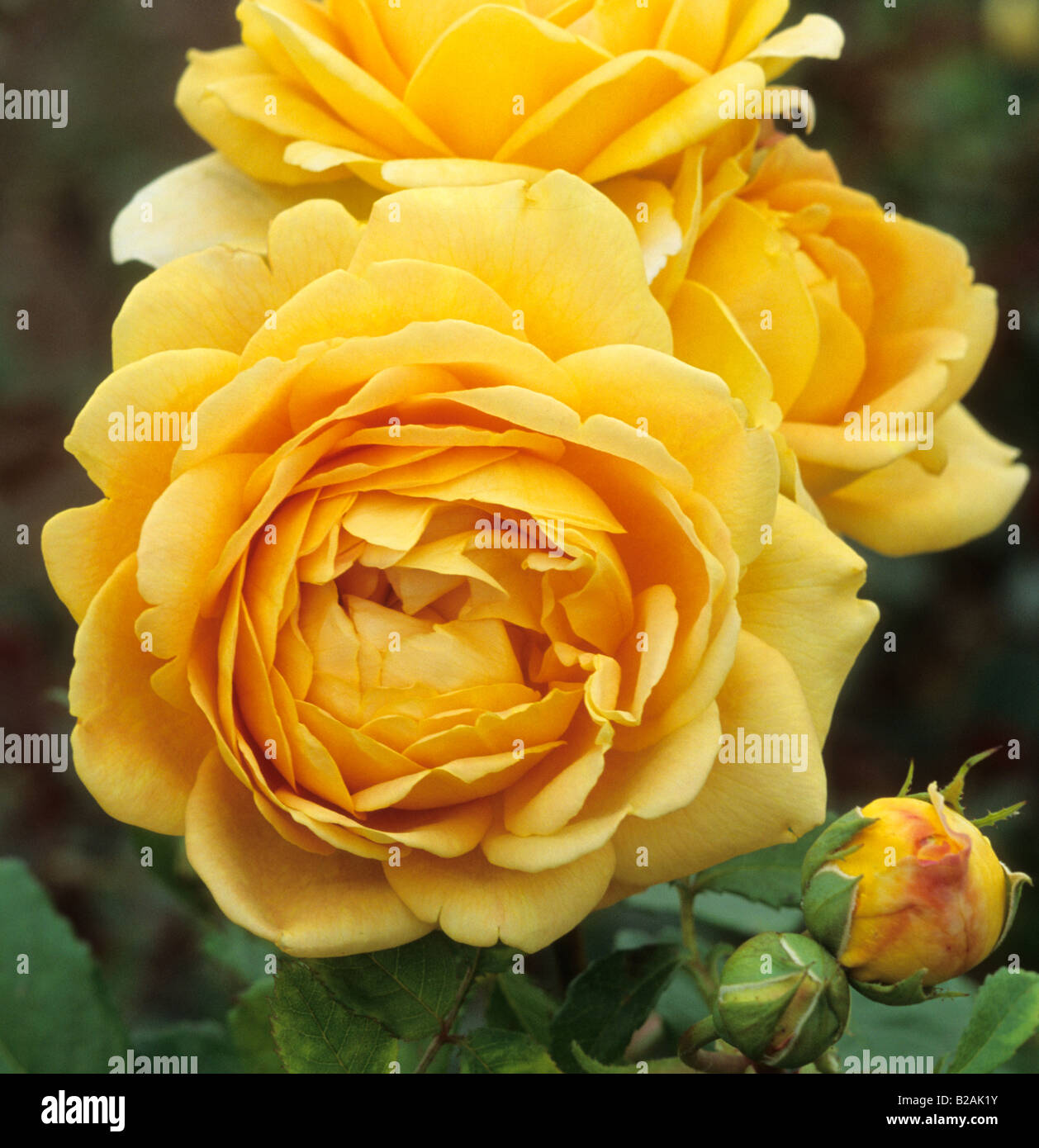 modern shrub rose Rosa Golden Celebration Stock Photo Alamy