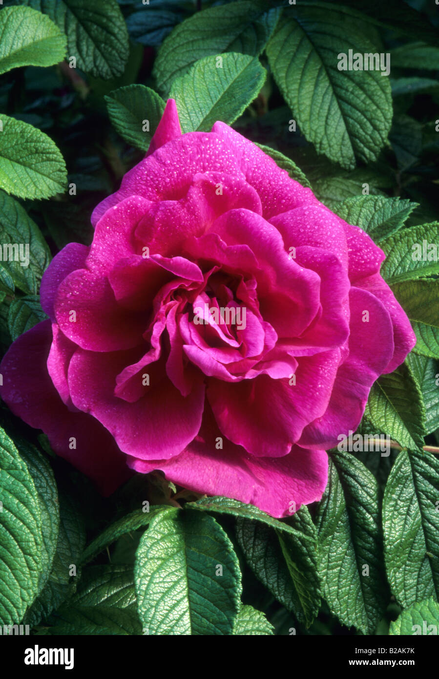 shrub rose Rosa rugosa Hansa Stock Photo