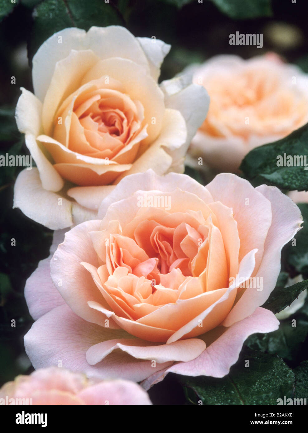 shrub rose Rosa Mary Magdalene Stock Photo - Alamy