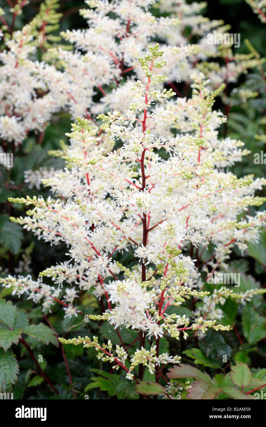 ASTILBE ROCK AND ROLL NATIONAL COLLECTION OF ASTILBE AT MARWOOD HILL GARDENS NORTH DEVON Stock Photo