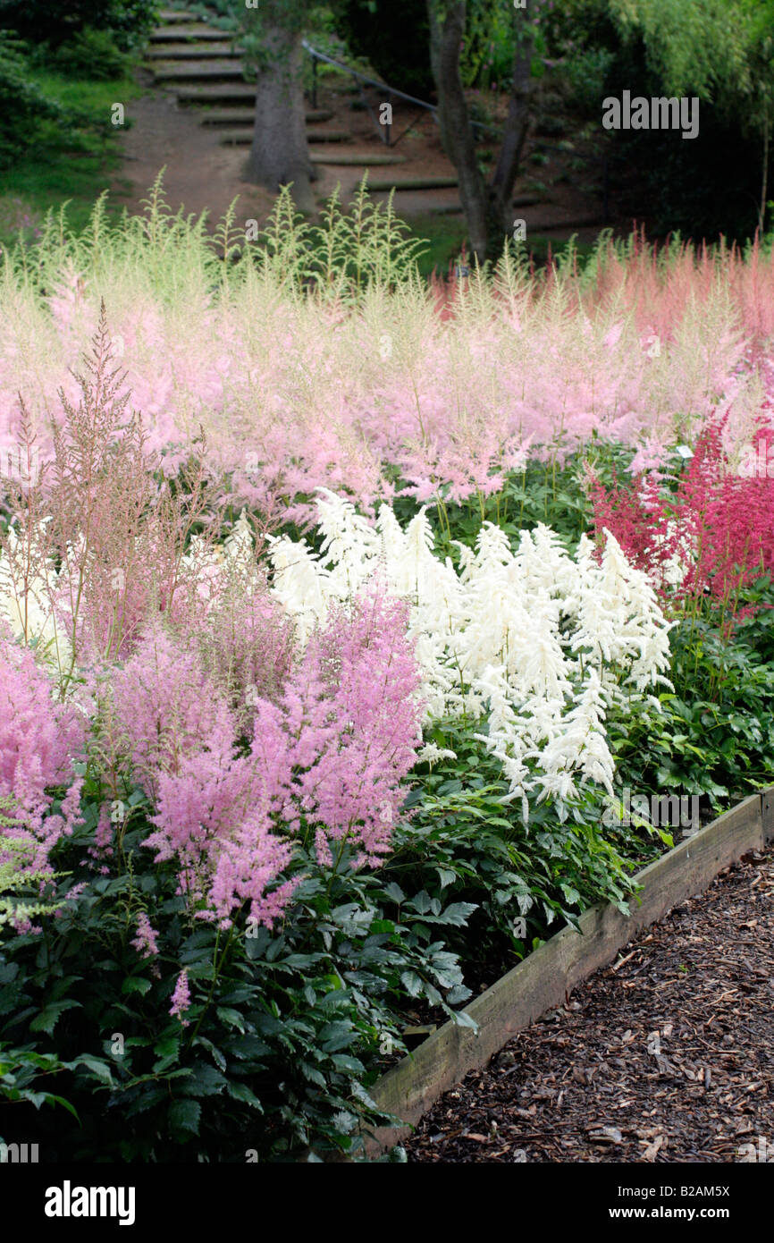NATIONAL COLLECTION OF ASTILBE AT MARWOOD HILL GARDENS NORTH DEVON Stock Photo