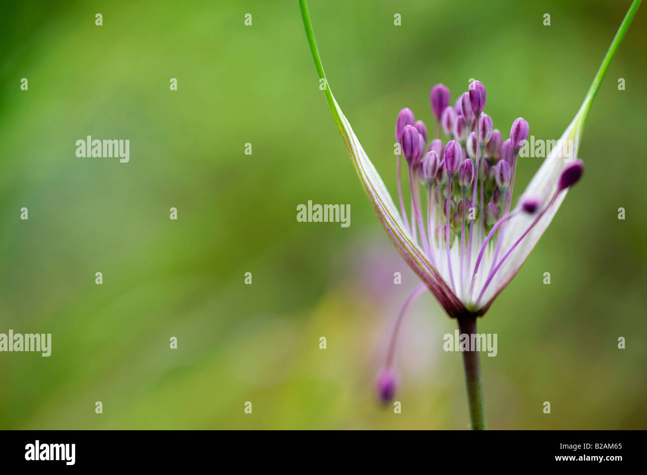 Allium carinatum subsp. pulchellum. Keeled garlic flowers opening. UK Stock Photo